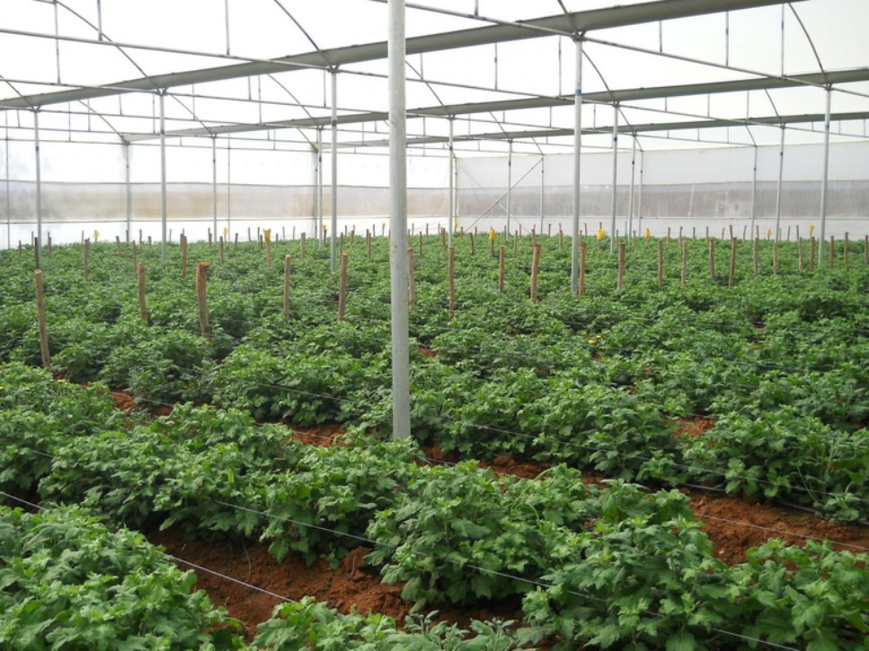 greenhouse-automation