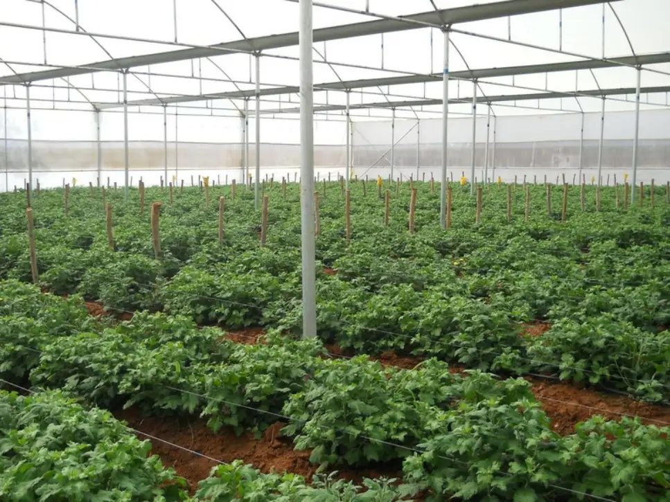 Greenhouse Automation